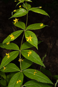 Lysimachia quadrifolia (whorled loosestrife, yellow whorled loosestrife, whorled yellow loosestrife)