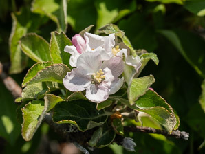 Malus pumila (apple, paradise apple)