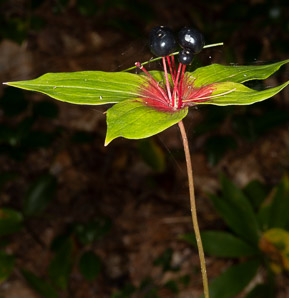 Medeola virginiana (Indian cucumber-root, Indian cucumber)