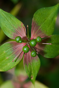 Medeola virginiana (Indian cucumber-root, Indian cucumber)