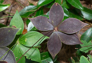 Medeola virginiana (Indian cucumber-root, Indian cucumber)
