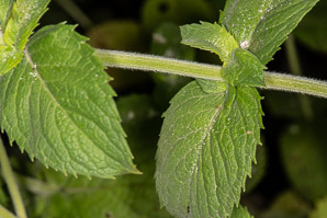 Mentha spicata (spearmint)