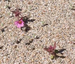 Mimulus bigelovii (Bigelow’s monkeyflower, yellow-throat monkeyflower, panamint monkeyflower)