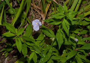 Mimulus ringens (square-stemmed monkeyflower, Allegheny monkeyflower)