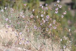 Mirabilis linearis (linearleaf four-o’clock, narrow-leaved umbrella-wort, narrowleaf four o’clock)