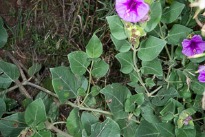 Mirabilis multiflora (Colorado four o’clock, showy four o’clock)