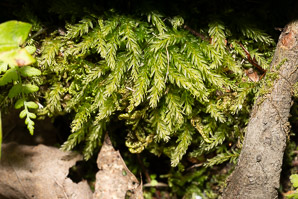 Mnium hornum (swan’s-neck thyme-moss, horn calcareous moss)
