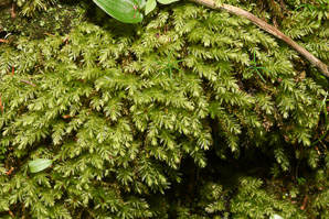 Mnium hornum (swan’s-neck thyme-moss, horn calcareous moss)