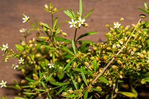 Mollugo verticillata (carpetweed, green carpetweed, Indian chickweed)