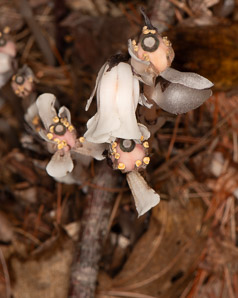 Monotropa uniflora (Indian pipes, ghost plant, corpse plant, Indian pipe, Indianpipe)