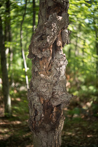 Neonectria ditissima (nectria canker)