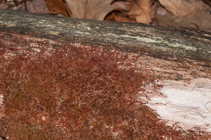 Nowellia curvifolia (rustwort)