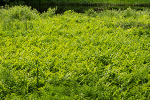 Onoclea sensibilis (sensitive fern, bead fern, meadow brake)