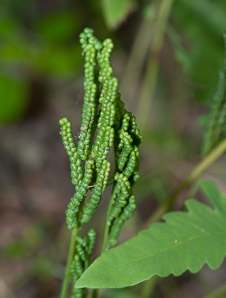 Onoclea sensibilis (sensitive fern, bead fern, meadow brake)