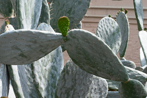 Opuntia ficus-indica (Indian fig, Barbary fig)