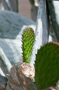 Opuntia ficus-indica (Indian fig, Barbary fig)