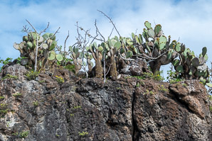 Opuntia galapageia (Galápagos prickly pear, tree prickly pear)