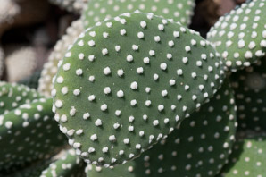 Opuntia microdasys (white polka dot cactus)