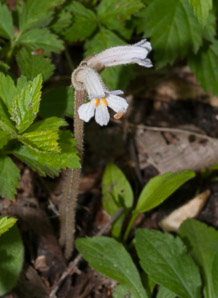 Orobanche uniflora (naked broomrape, one-flowered cancer-root, cancer-root, oneflowered broomrape)