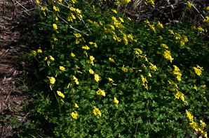 Oxalis pes-caprae (buttercup oxalis, Bermuda buttercup, African wood-sorrel, Bermuda sorrel, Cape sorrel, English weed, goat’s-foot, sourgrass)