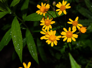 Packera paupercula (northern meadow groundsel, balsam groundsel)