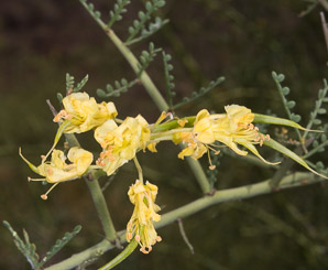 Parkinsonia florida (blue palo verde, blue paloverde, palo verde)