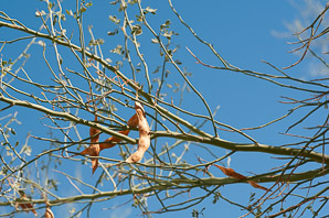 Parkinsonia florida (blue palo verde, blue paloverde, palo verde)