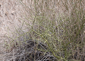Parkinsonia florida (blue palo verde, blue paloverde, palo verde)