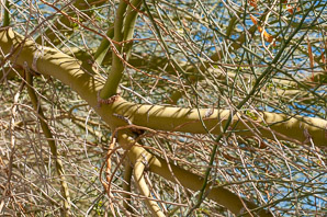 Parkinsonia microphylla (foothills Palo Verde, yellow paloverde)