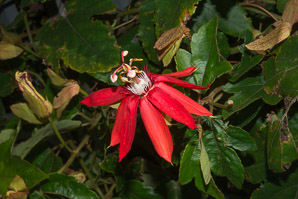 Passiflora vitifolia (crimson passion flower, grape-leaved passion fruit, perfumed passionflower, vine-leaf passion flower, passion flower, crimson passion vine)