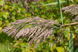Phragmites australis (phragmites, common reed)