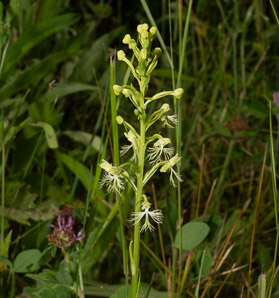 Platanthera lacera (green fringed orchid, ragged orchid, green fringed ochid)