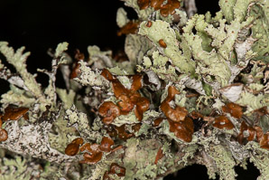 Platismatia tuckermanii (crumpled rag lichen, Tuckerman’s ragged lichen)