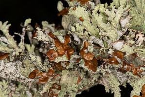 Platismatia tuckermanii (crumpled rag lichen, Tuckerman’s ragged lichen)