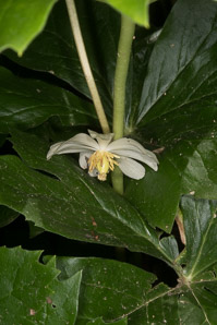 Podophyllum peltatum (mayapple, mandrake root, American mandrake, raccoon berry, wild lemon, Indian apple, duck’s foot, hog apple, umbrella plant, ground lemon)