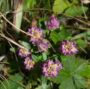 Polygala sanguinea (field milkwort, blood milkwort, purple milkwort)