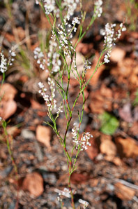 Polygonella articulata (sand jointweed, coastal jointweed)