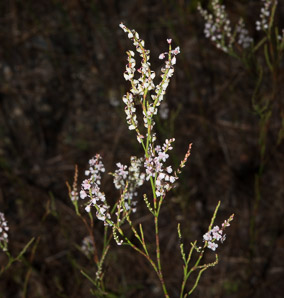 Polygonella articulata (sand jointweed, coastal jointweed)