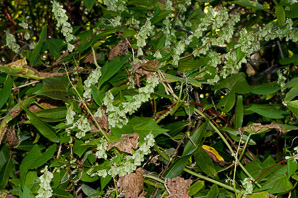 Polygonum convolvulus (black bindweed, wild buckwheat, false buckwheat)