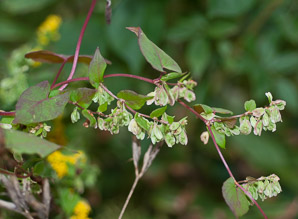 Polygonum convolvulus (black bindweed, wild buckwheat, false buckwheat)