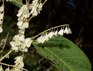 Polygonum cuspidatum (Japanese knotweed, Mexican bamboo)