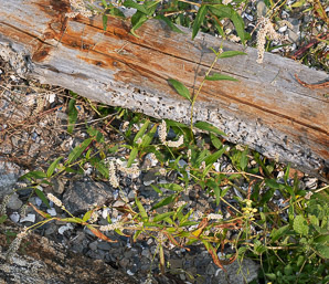 Polygonum lapathifolium (nodding smartweed, pale smartweed, dock-leaved smartweed, curlytop knotweed)