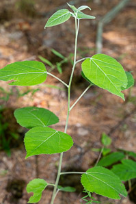 Populus tremuloides (quaking aspen, trembling aspen, American aspen, mountain aspen, golden aspen, trembling poplar, white poplar, popple)