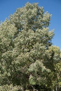 Populus tremuloides (quaking aspen, trembling aspen, American aspen, mountain aspen, golden aspen, trembling poplar, white poplar, popple)