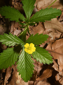 Potentilla canadensis (Canadian dwarf cinquefoil, dwarf cinquefoil)