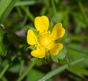 Potentilla norvegica (rough cinquefoil, Norwegian cinquefoil, ternate-leaved cinquefoil)