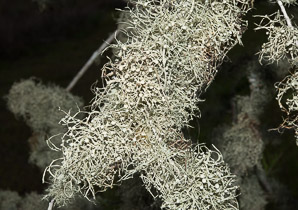 Ramalina denticulata (denticulate cartilage lichen)