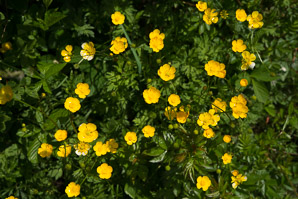 Ranunculus acris (buttercup, tall buttercup, meadow buttercup, common buttercup)