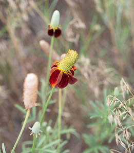 Ratibida columnifera (upright prairie coneflower, Mexican hat)