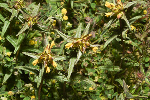 Rhinanthus minor (yellow rattle, little yellow rattle)